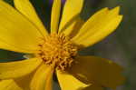 Lance coreopsis